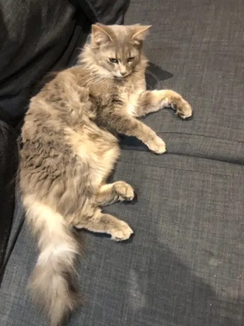 chatte reunited   31380 Gémil Twist