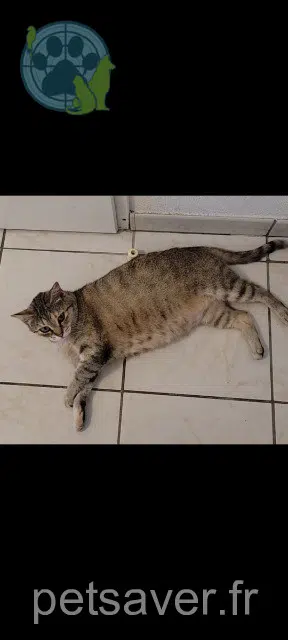 chatte reunited   31140 Pechbonnieu Tycha