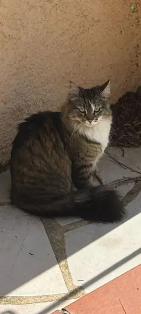 cat reunited   31850 Beaupuy Xena