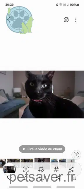 chatte reunited   31450 Montlaur Yami
