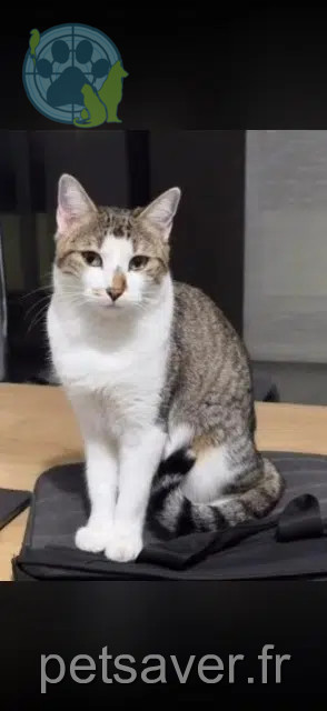 gata reunited 31650 Saint-Orens-de-Gameville Yoko