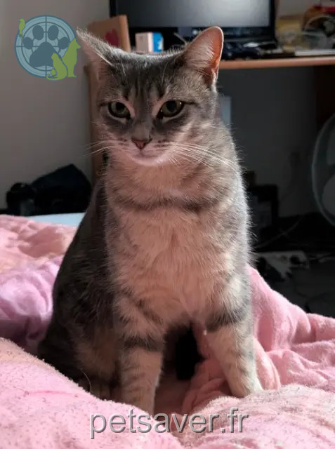 gata reunited 31380 Montastruc-la-Conseillère Yoko