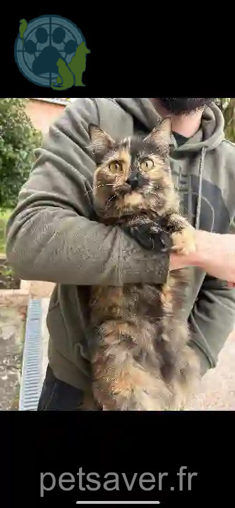 Chatte Trouvée 31 Haute-Garonne - Yuna Chatte Trouvée 31 Haute-Garonne - Yuna