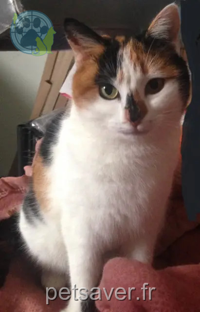 chatte reunited 32350 Biran Aromate