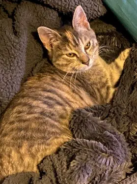 chatte reunited   32600 Endoufielle Elsa