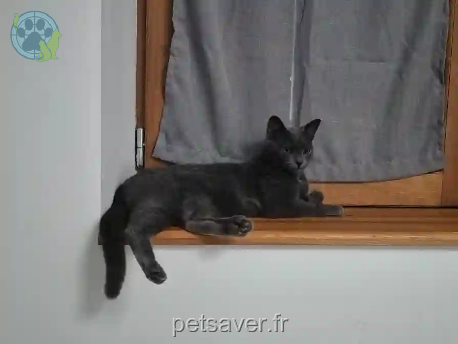 Chatte Trouvée 32 Gers - Raven Chatte Trouvée 32 Gers - Raven