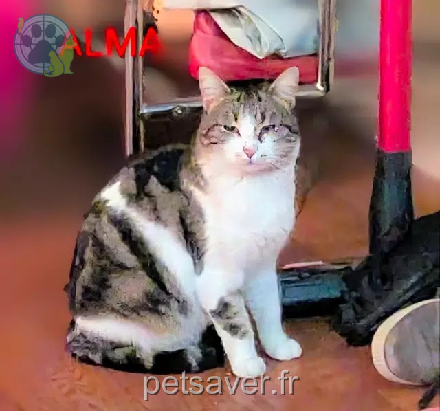 chatte reunited   33110 Le Bouscat Alma