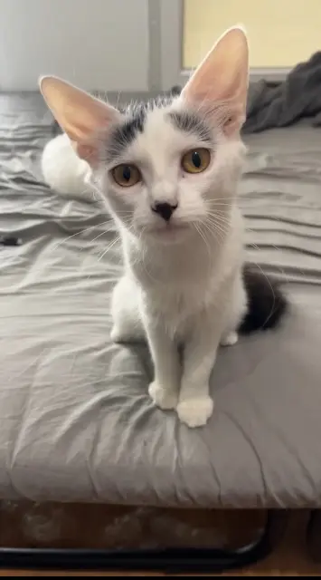 chatte reunited   33700 Mérignac Aria