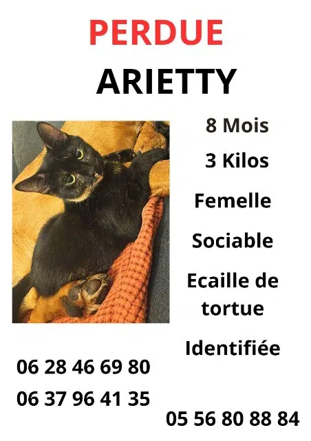 chatte reunited   33400 Talence Arietty