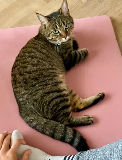 chatte reunited   33360 Camblanes-et-Meynac Billie