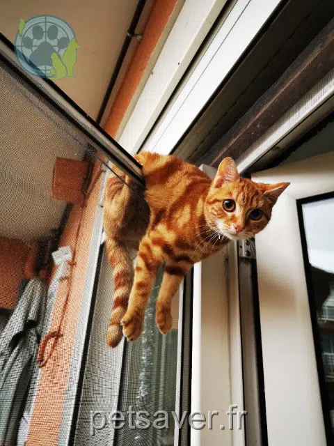 chatte reunited    Bordeaux Ajax