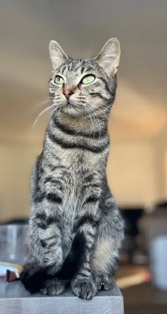 chatte reunited    Bordeaux Bbchat