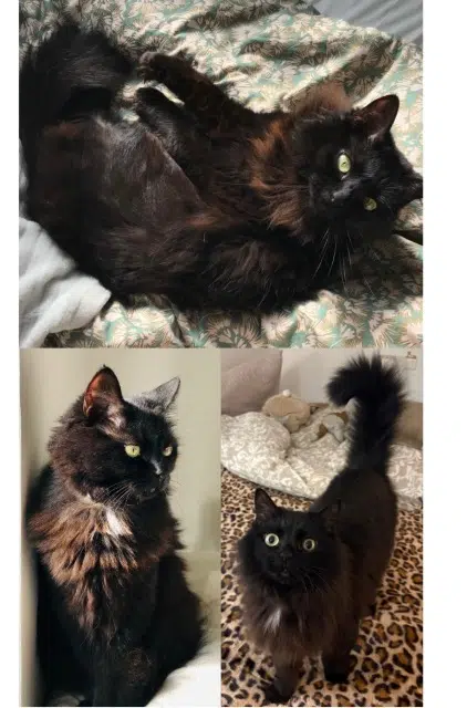 chatte reunited    Bordeaux Bébé