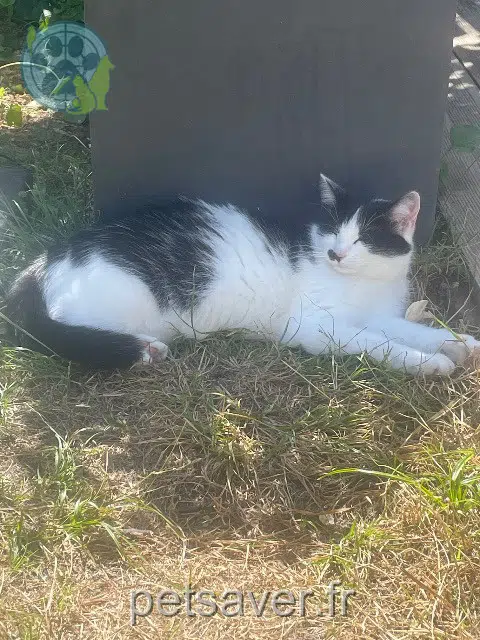 chatte reunited Bordeaux Chakchouka