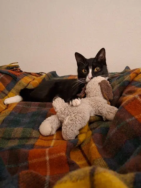 chatte reunited    Bordeaux Charlie