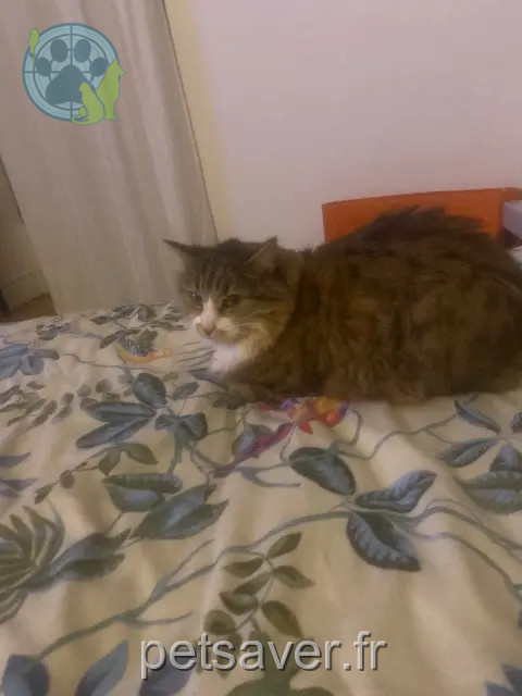 chatte reunited Bordeaux Frimousse