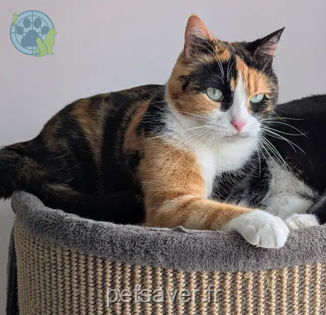 chatte reunited    Bordeaux Islay