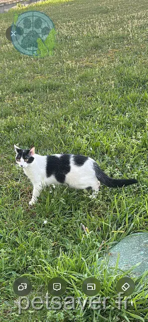 chatte reunited    Bordeaux Kira
