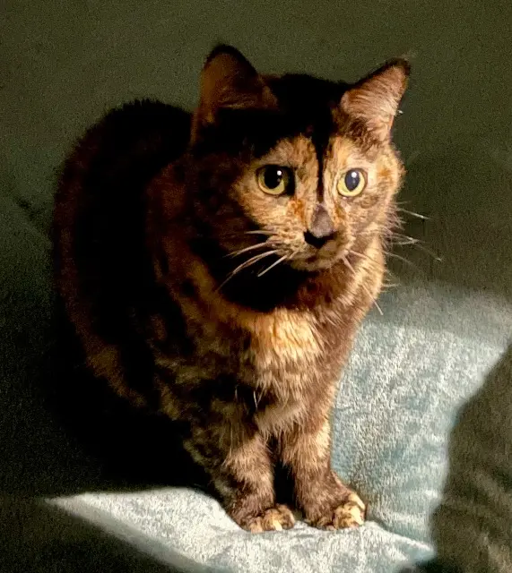 chatte reunited    Bordeaux Kiwi