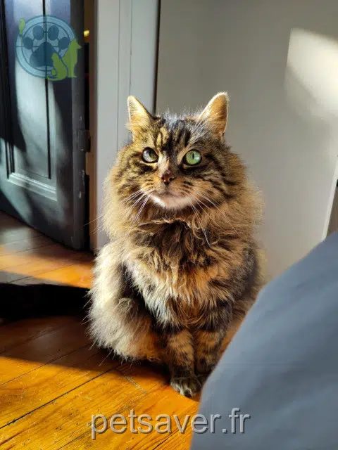 chatte reunited    Bordeaux Laskyne