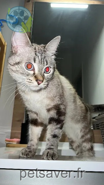 chatte reunited Bordeaux Lima