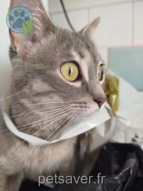 chatte reunited Bordeaux Lyly