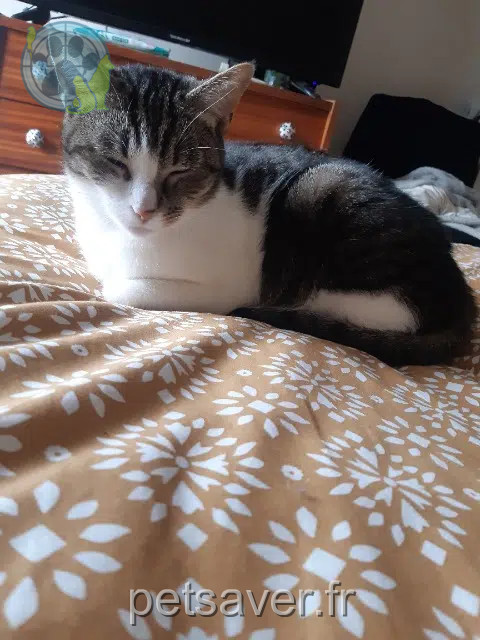 chatte reunited    Bordeaux Mimiche