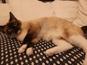 chatte reunited    Bordeaux Nala