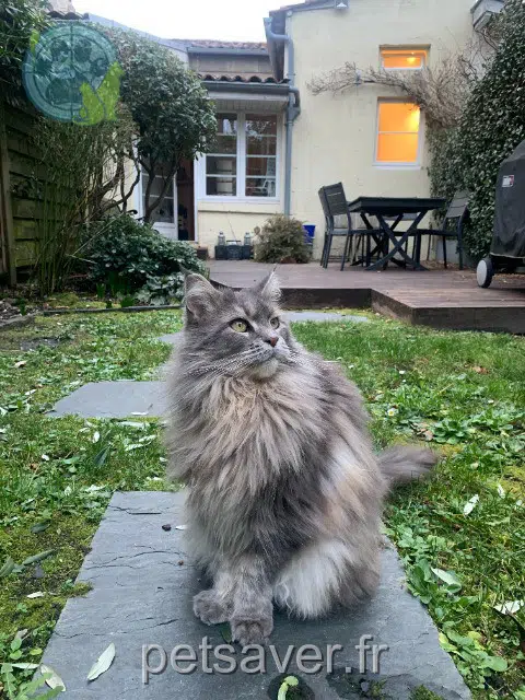 chatte reunited    Bordeaux Nina