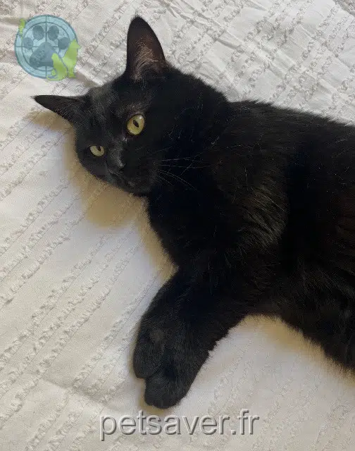 chatte reunited Bordeaux Olive