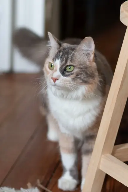 chatte reunited    Bordeaux Piha