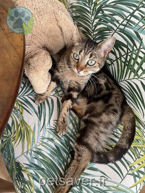 chatte reunited Bordeaux Sitrouille