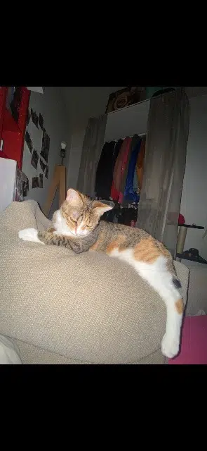 chatte reunited    Bordeaux Wonder