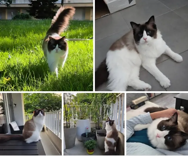 chatte reunited    Bordeaux Zenn