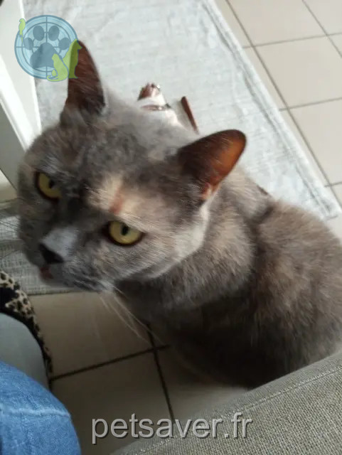 chatte reunited   33240 Saint-André-de-Cubzac Boulette