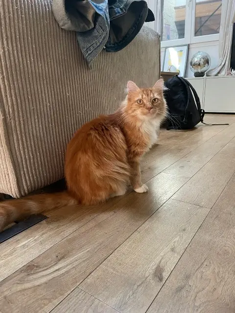 cat reunited   33130 Bègles Calie (officiellement calista)