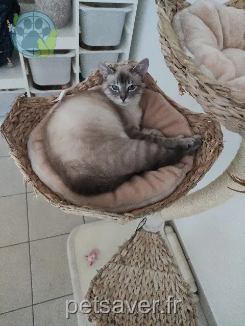 chatte reunited   33133 Galgon Caline