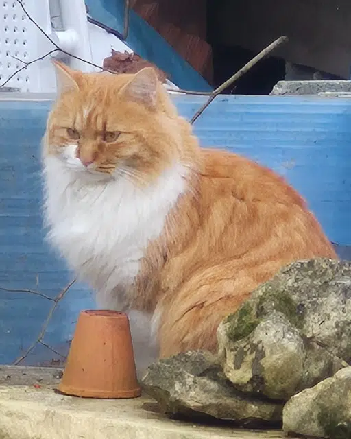 chatte reunited   33290 Parempuyre Canelle