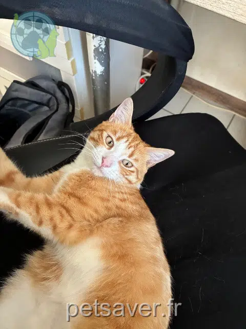 chatte reunited   33560 Sainte-Eulalie Canelle