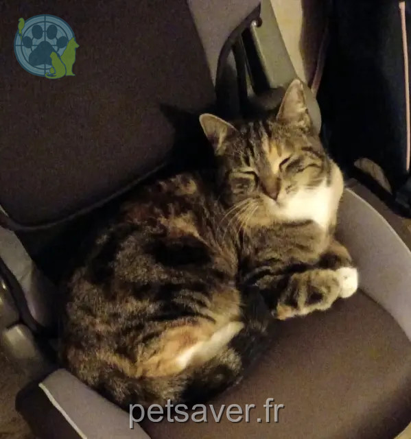 chatte reunited 33250 Pauillac Chantal JUTEL