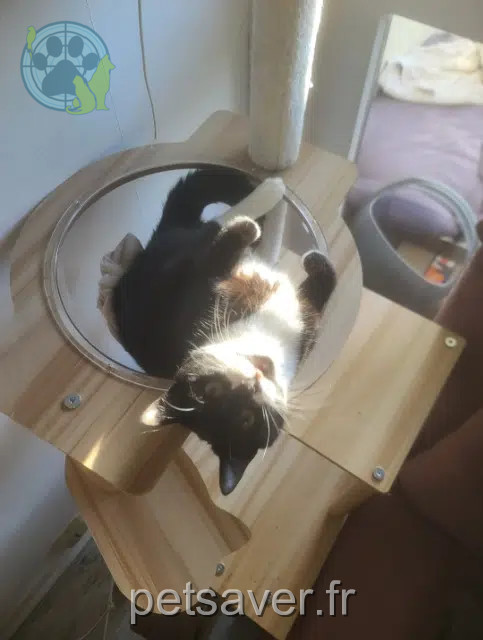 chatte reunited   33400 Talence Chaussette