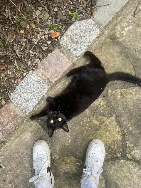 chatte reunited   33150 Cenon Chutney