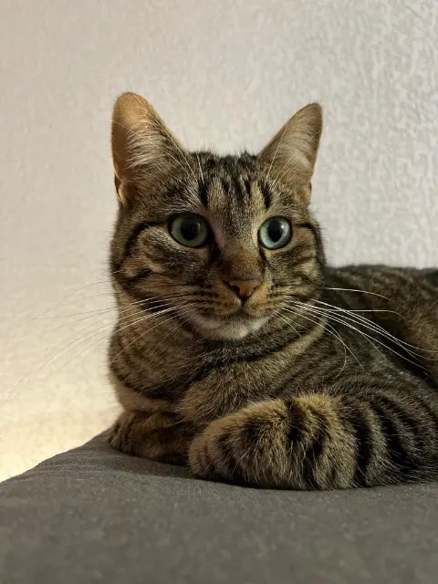 chatte reunited   33520 Bruges Coco