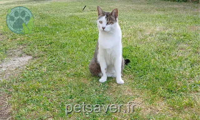 chatte reunited   33510 Andernos-les-Bains Doody