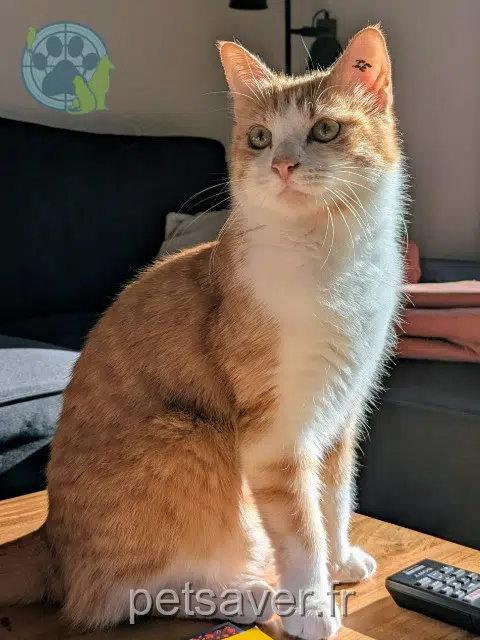 chatte reunited   33400 Talence Doudou