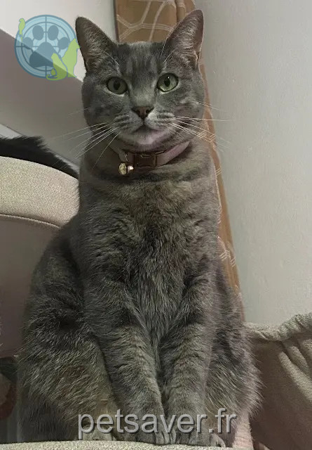 chatte reunited   33210 Langon Duchesse