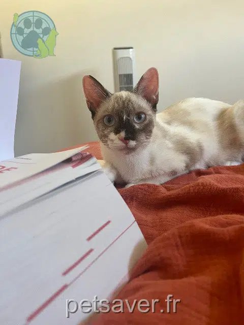 chatte reunited 33700 Mérignac Freyja