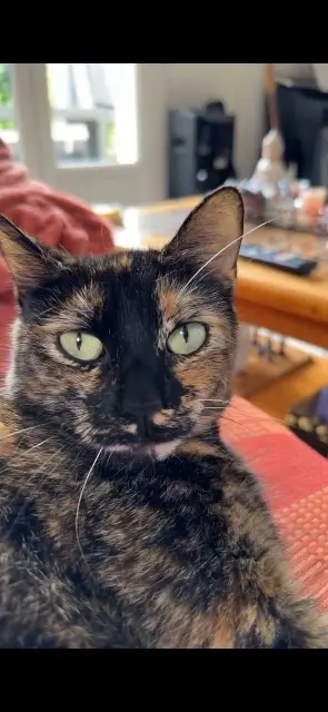 chatte reunited   33700 Mérignac Grimlins