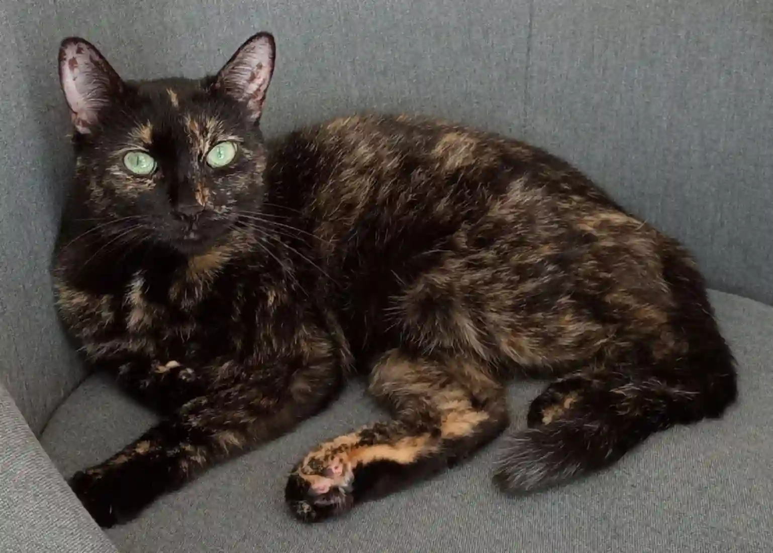 Chatte Trouvée 33 Gironde - Groot Chatte Trouvée 33 Gironde - Groot
