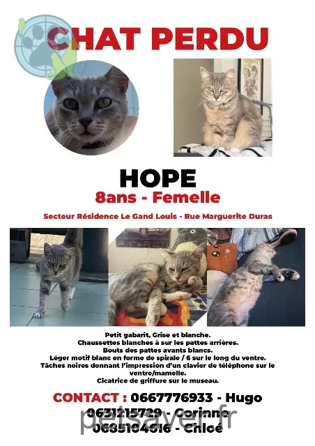 chatte reunited   33320 Eysines Hope